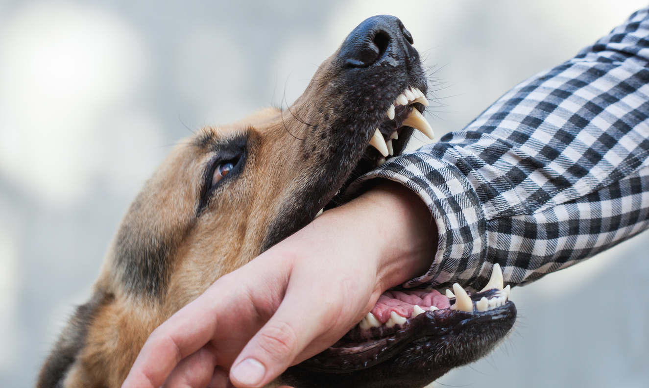 Dog Bite Levels Explained: What You Should Know